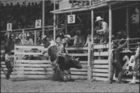Bobbie Del Vecchio on Bull #2