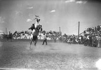 [Unidentified Cowboy on Saddle bronc which is standing straight up on hind legs]