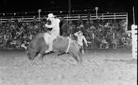 Bobby Delvecchio on Bull #14