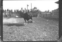 Jimmy Schumaker off Bull #87