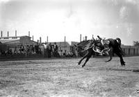 [Unidentified Cowboy leaving bronc and headed for the dirt]