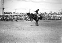 [Joe Coker riding and staying with his bronc "Flying A" in front of capacity full stands]