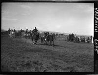 Ray Green Steer Wrestle