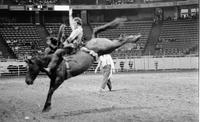 Wade Berry on Gopher