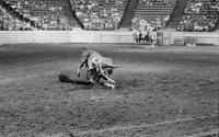 Unidentified Rodeo clowns and Bull Hesston Head Hunter