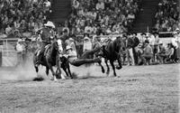 Rex Meier Steer wrestling
