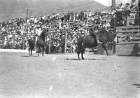 [Unidentified steer rider near crowd in grandstand]