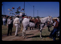 Shoat Webster's horse "Milligans Roany"