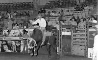 Jim Gay on Bull #33