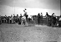 [Unidentified Hatless cowboy riding saddle bronc]