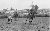 Unidentified Team ropers