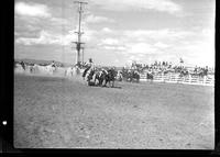 Abe Graham Steer Wrestling