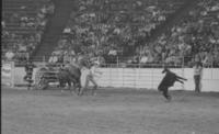 Steve Schultz Calf roping