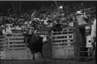 Mike Bandy on Bull #33