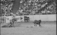 Todd Whatley Calf roping