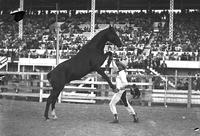 [Unidentified cowboy performing with horse]