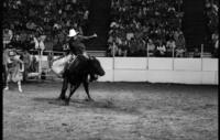 Jim Watkins on Bull #T2