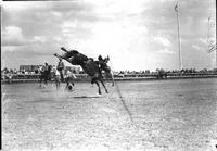 [Lynn Jacobs headed for the dirt off "Sweet Nellie"]