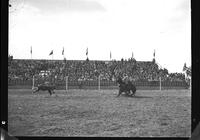 Chuck Shepard Calf Roping