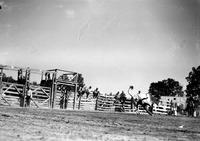 [Unidentified cowboy leaving Brahma steer]