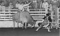 Mike Wilson on Bull #95