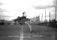 Wild Bramah Steer Riding, Warren, Ark.