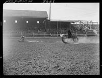 Del Haverty Calf Roping