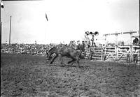 [Unidentified Cowboy hits the dirt beneath bronc]