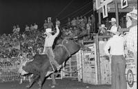 Terry Holland on Bull #9