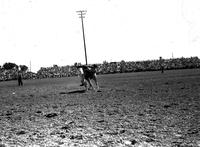 [Unidentified Cowboy hanging off side of standing bronc, head down in middle of bronc]