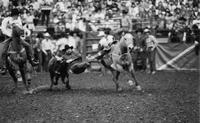 James Bradley Steer wrestling