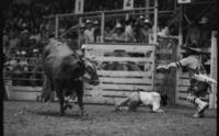 Randy Anthony on Bull #136