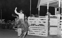Sam Poutous on Bull #P81
