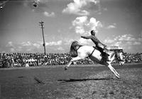 [Unidentified hatless Cowboy riding saddled bronc]