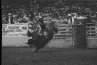 Gene Owen on Bull #777
