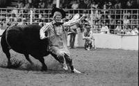 Rodeo clown Rex Dunn Bull fighting