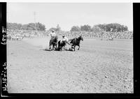 Wynn Powers Steer Wrestling