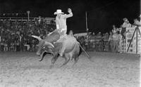 David Toole on Bull #512