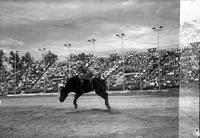 [Unidentified Cowboy squatting on bucking bronc with Full spectator grandstand in background]