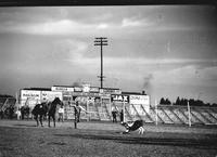 [Unidentified calf roper approaching calf in front of advertising signs]