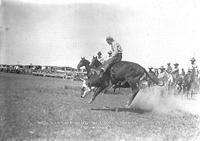 Wild Steer Riding Alliance Rodeo