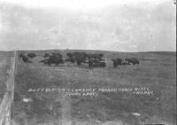 Buffalo on Clarence Parker Ranch Minot, No. Dak.