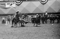 Matt Wynn Steer wrestling