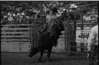 Danny Whiteley on Bull #222