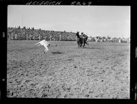 Roy Wales Calf Roping