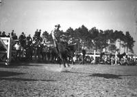 [Unidentified cowboy riding steer before fence-sitting crowd]