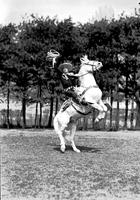 [Possibly Cy Compton waving rope mounted on rearing white horse]