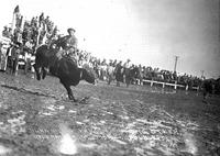 Burnsides Famous Bucking Steer, Cheyenne Frontier Days