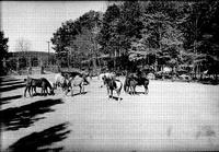 [Herd of horses in corral]