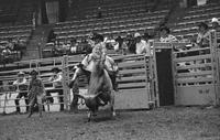 Jerry Beagley on Bull #42